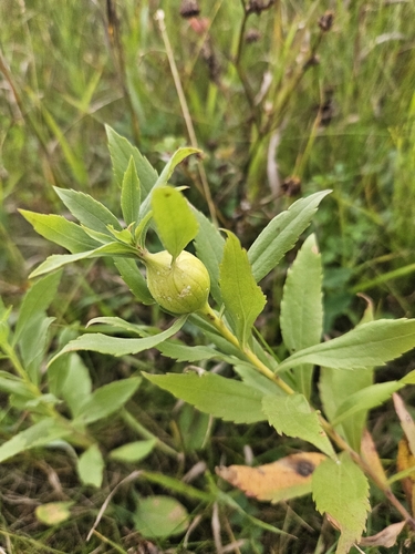 Goldenrod Gall Fly