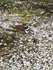 Charadrius vociferus