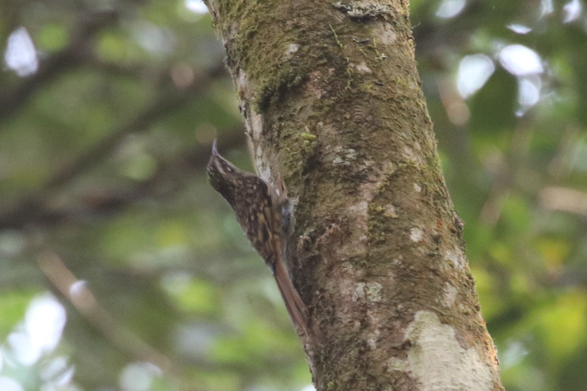 Hume's Treecreeper