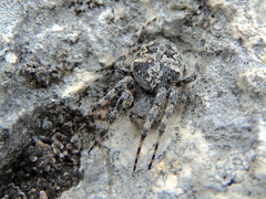 Araneus circe