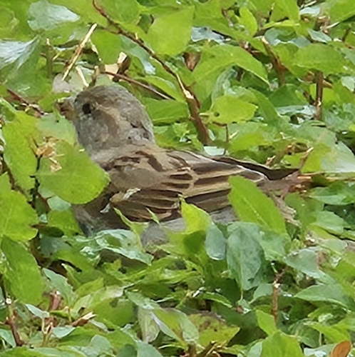 House Sparrow