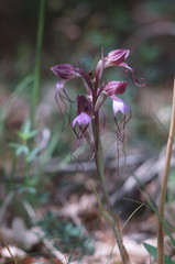 Himantoglossum comperianum