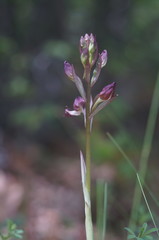 Himantoglossum comperianum