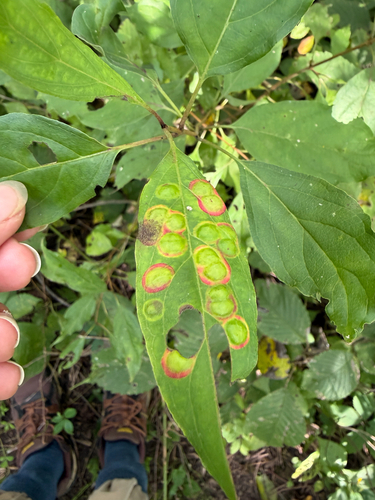 Dogwood Eyespot Gall Midge