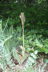 Himantoglossum comperianum