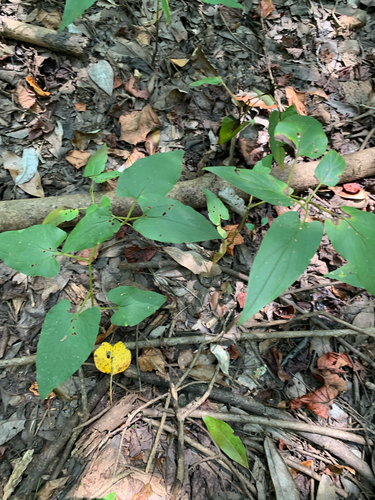 lizard's tail