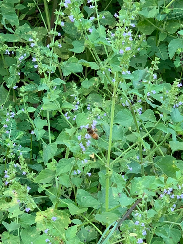 Western Honey Bee