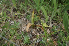 Himantoglossum caprinum