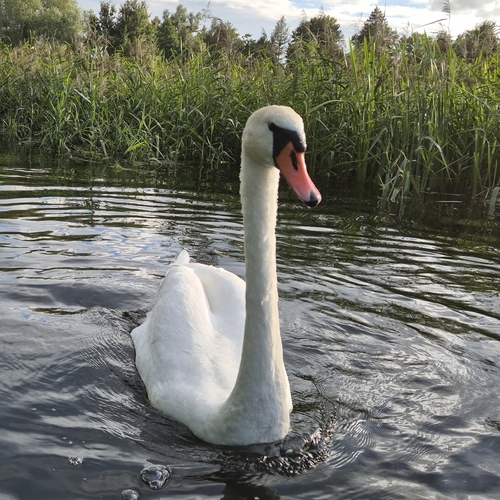 Mute Swan