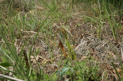 Himantoglossum caprinum