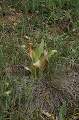 Himantoglossum caprinum