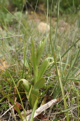 Himantoglossum caprinum