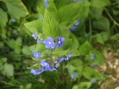 Pentaglottis sempervirens