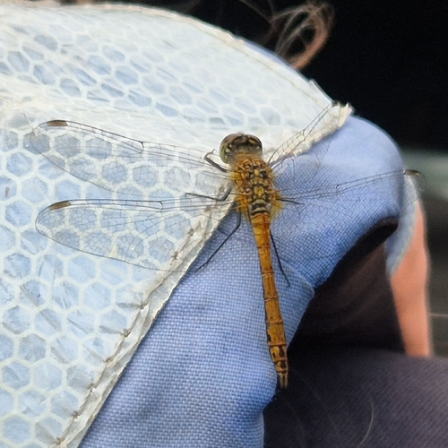 Ruddy Darter