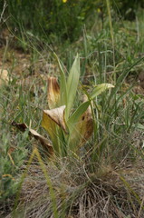 Himantoglossum caprinum