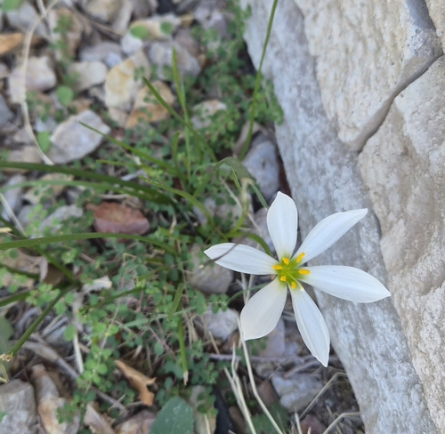 White rain-lily