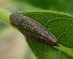 Graphocephala confluens