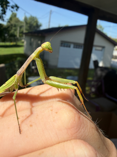 Carolina Mantis