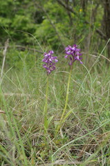 Anacamptis morio caucasica