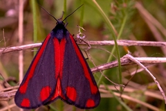 Tyria jacobaeae