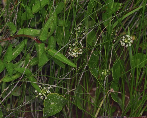 Hydrocotyle umbellata, photograph 2