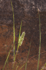 Tribolium hispidum