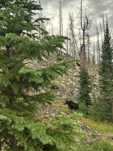 Moose