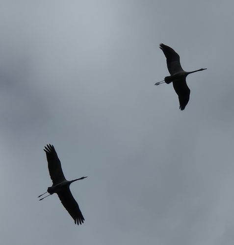 Common Crane