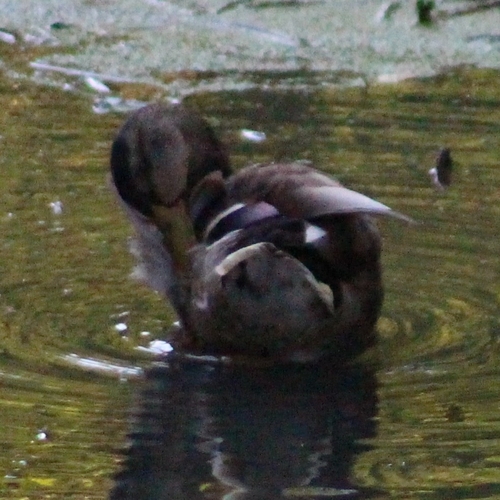 Mallard