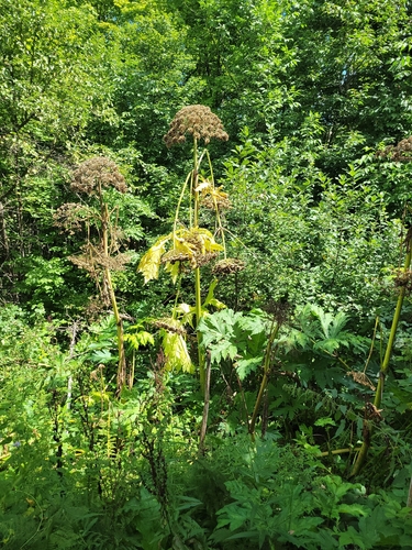 Heracleum mantegazzianum, photograph 5