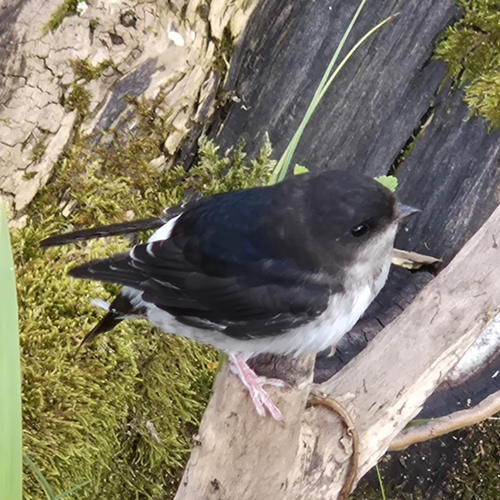 Western House Martin