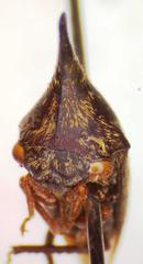 Calloconophora caliginosa