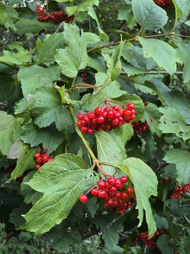 guelder-rose