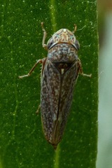 Graphocephala confluens