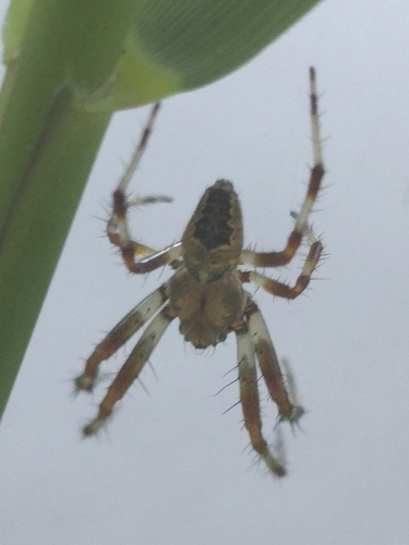 Marbled Orbweaver