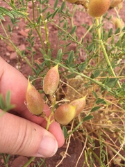 Astragalus preussii