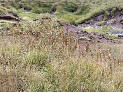 Festuca vivipara, photograph 6