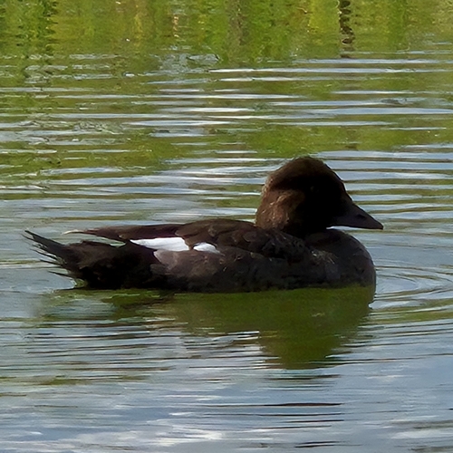 Common Goldeneye