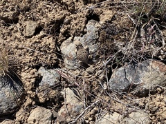 Phrynosoma douglasii