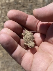 Phrynosoma douglasii