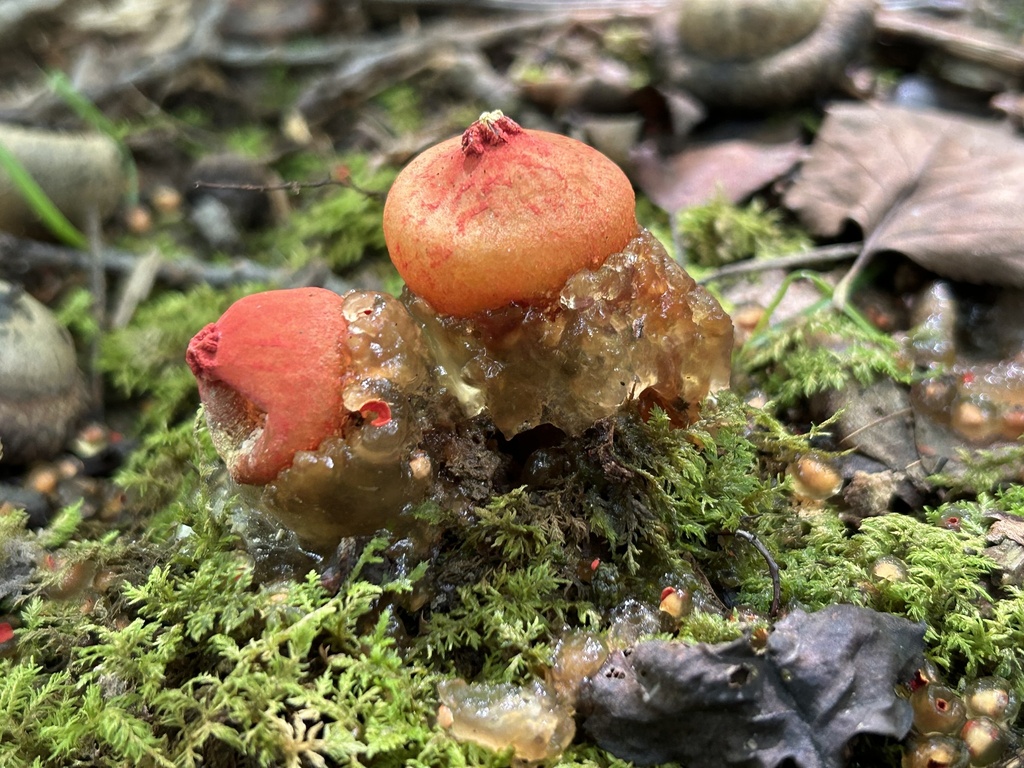 stalked puffball-in-aspic · August 2026 · photo: Photo: no rights reserved · iNaturalist