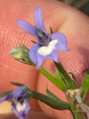 author not stated, no rights reserved Downingia elegans, photograph author not stated, no rights reserved