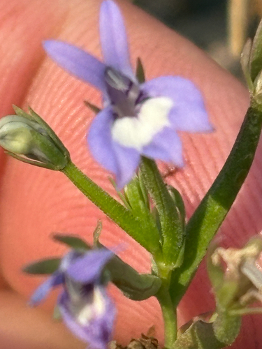 Downingia elegans, photograph 4