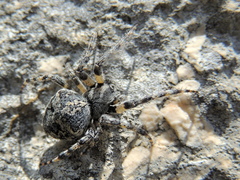 Araneus circe