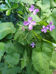 Lunaria annua