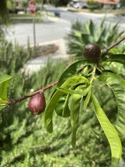 Prunus persica nucipersica