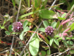 Trifolium macraei