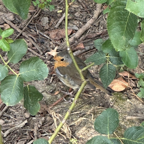 European Robin