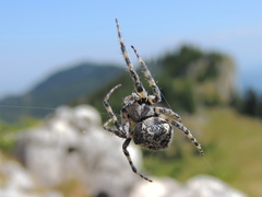 Araneus circe