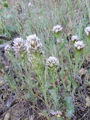 Castilleja lineariloba